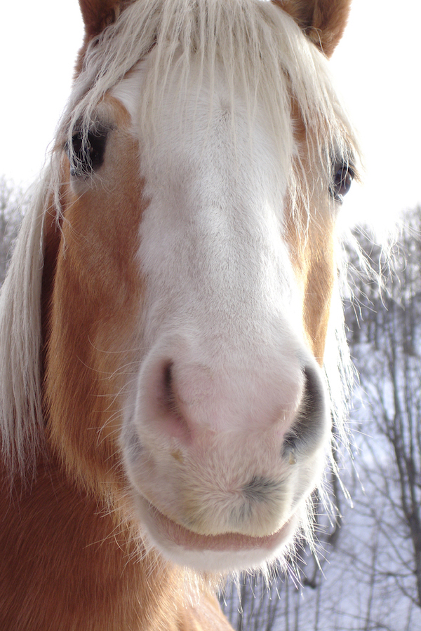 a close up picture of a horses face
